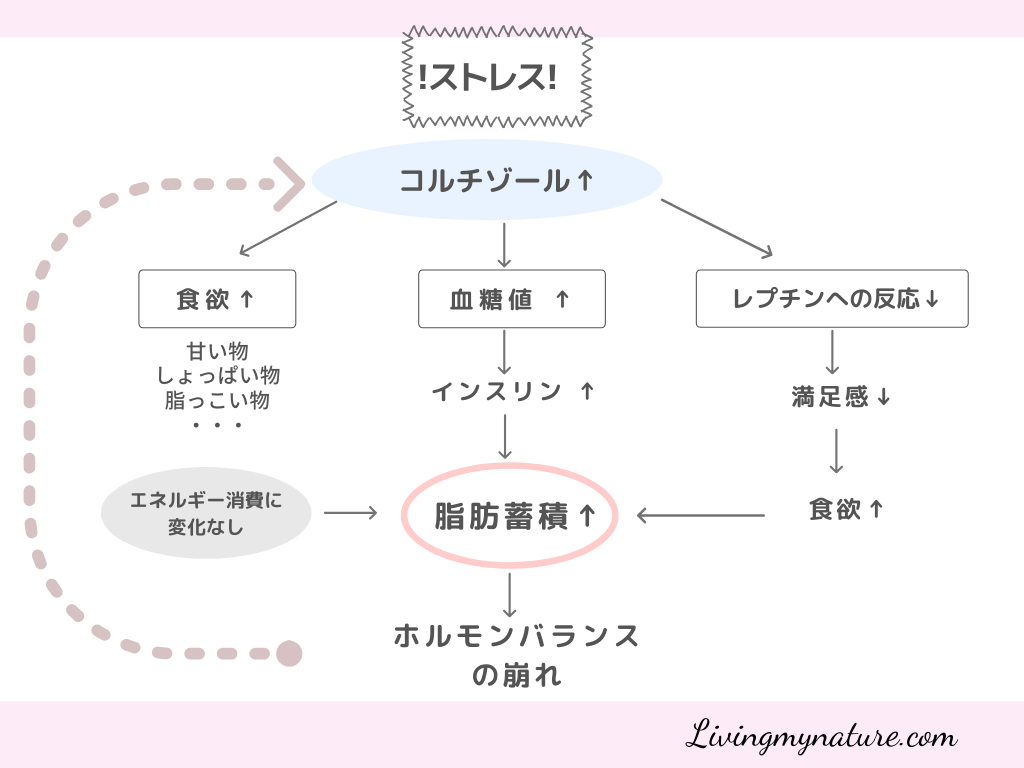 運動も食事も気をつけてるのに お腹の脂肪がとれない原因はストレスだった Living My Nature