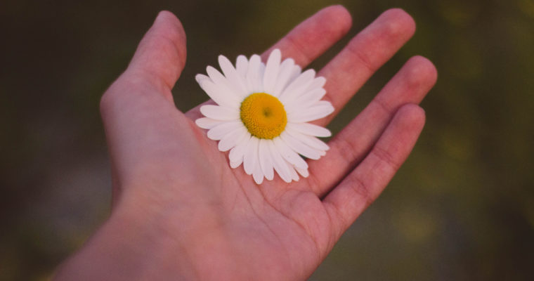 Canva - White and Yellow Petaled Flower on Human Palm